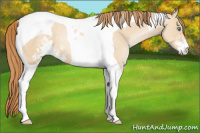 Horse Color:Buckskin Pearl Dun Sabino Tobiano 