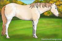 Horse Color:White Spotted Buckskin Pearl Sabino 