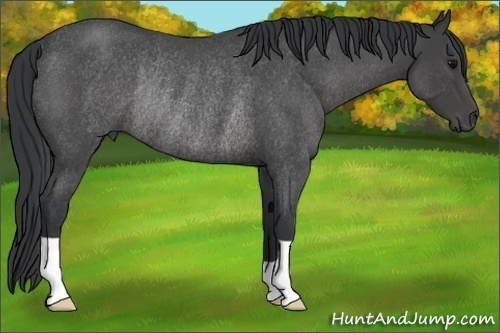 Horse Color: Blue Roan Rabicano 