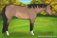 Horse Color:Bay Dun