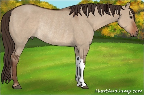 Horse Color: Liver Red Dun Rabicano 