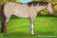 Horse Color:Liver Red Dun Rabicano 