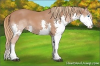 Horse Color:Chestnut Splash 