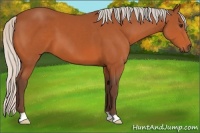 Horse Color:Silver Bay 
