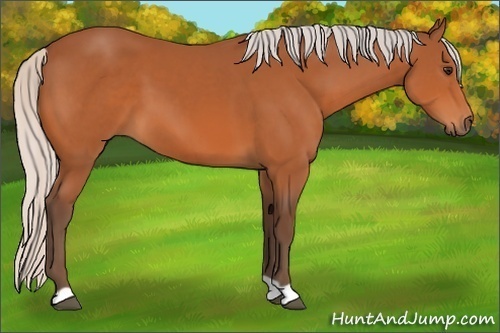 Horse Color: Silver Bay 