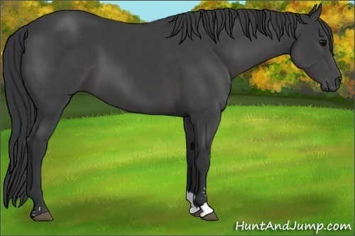 Horse Color: Black Sabino 