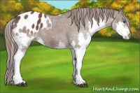 Horse Color:Liver Chestnut Splash Appaloosa 
