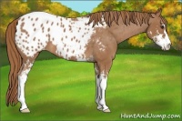 Horse Color:Chestnut Sabino Appaloosa 