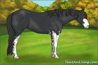 Horse Color:Black Sabino