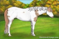 Horse Color:Red Dun Tobiano Frame