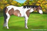 Horse Color:Bay Sabino Tobiano Rabicano 