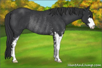 Horse Color:Black Sabino Rabicano 