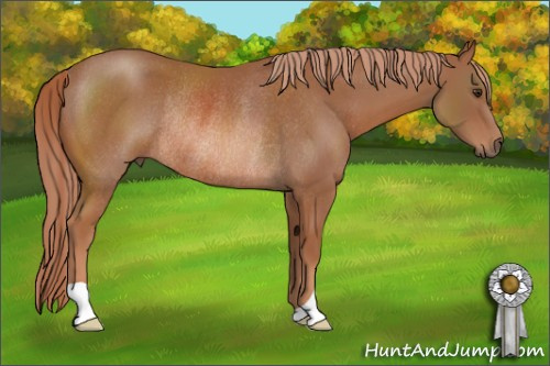 Horse Color: Chestnut Rabicano 