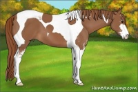 Horse Color:Chestnut Sabino Tobiano
