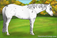 Horse Color:Black Sabino 