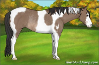 Horse Color:Brown Dun Sabino Tobiano Rabicano 