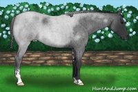 Horse Color:Blue Roan Sabino