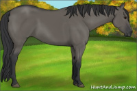 Horse Color:Brown Dun 