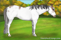 Horse Color:Bay Sabino Frame Rabicano