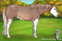 Horse Color:Red Roan Splash Rabicano 