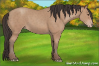 Horse Color:Classic Champagne Sabino 