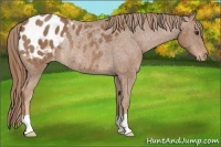 Horse Color:Chestnut Blanket Rabicano 