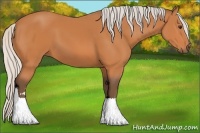 Horse Color:Silver Bay Sabino 