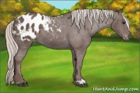 Horse Color:Silver Black Appaloosa 