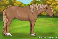 Horse Color:Chestnut Rabicano 