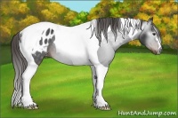 Horse Color:Gray Liver Chestnut Tobiano Appaloosa