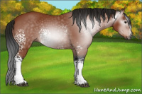Horse Color:Gray White Spotted Bay