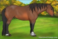 Horse Color:Bay Sabino