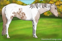 Horse Color:Chestnut Tobiano Appaloosa 