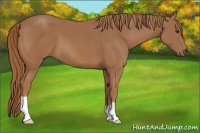 Horse Color:Chestnut 