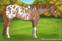 Horse Color:Chestnut Blanket Rabicano 