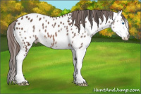 Horse Color:Bay Splash Appaloosa 