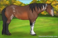 Horse Color:White Spotted Bay