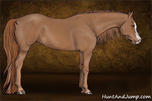 Horse Color:Chestnut Splash