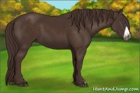 Horse Color:Liver Chestnut Frame 