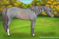 Horse Color:Brown Sabino Snowcap Rabicano 