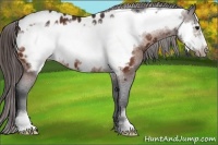 Horse Color:Bay Frame Appaloosa 