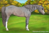 Horse Color:Brown Appaloosa 