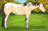Horse Color:Buckskin Dun Tobiano Rabicano 