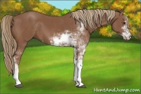Horse Color:Chestnut Sabino
