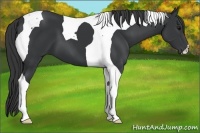 Horse Color:Black Tobiano 