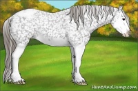 Horse Color:Smoky Blue Roan Splash Snowcap 