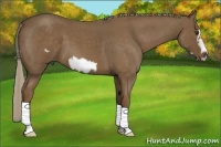 Horse Color:Chocolate Palomino Roan Frame 