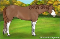 Horse Color:Chestnut Splash Frame 