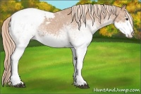 Horse Color:White Spotted Chestnut Sabino Snowcap 