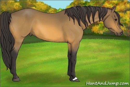 Horse Color:Buckskin